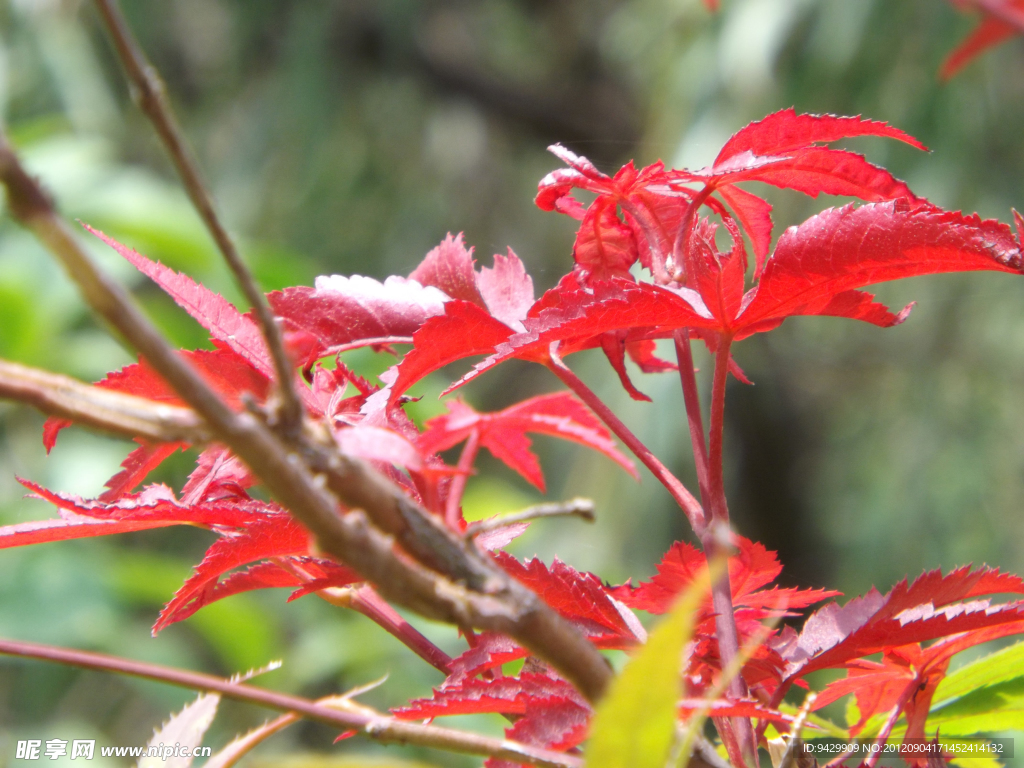 紅色樹葉