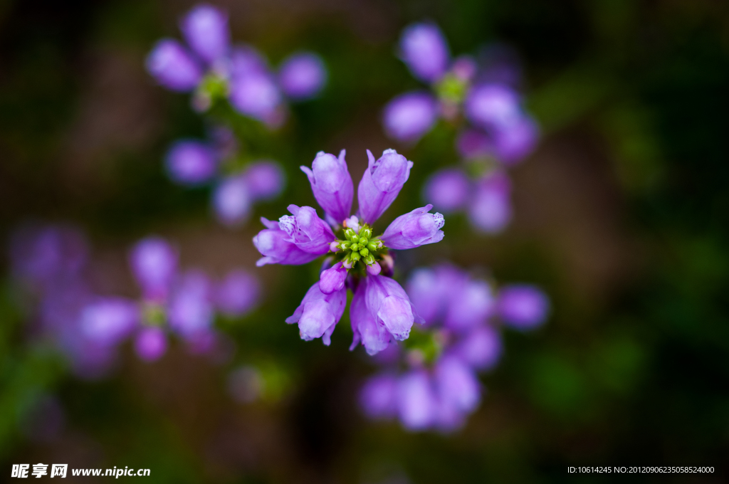 紫花（假龍頭）