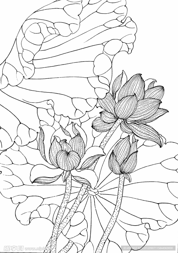 工筆畫線描花卉荷花