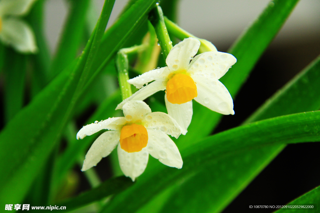 水仙花