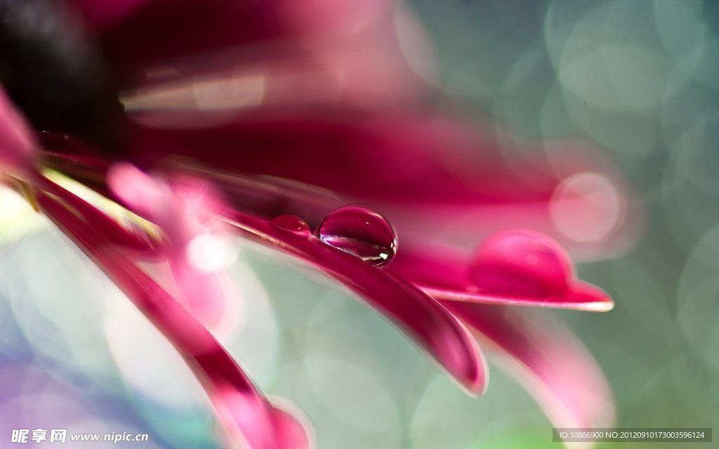 水珠花瓣