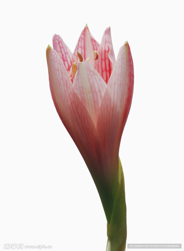 花苞