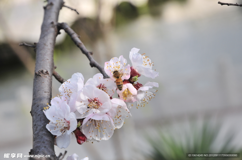 梅花