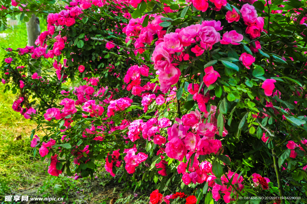 薔薇花