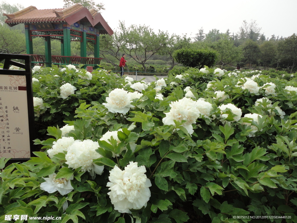 花園景觀