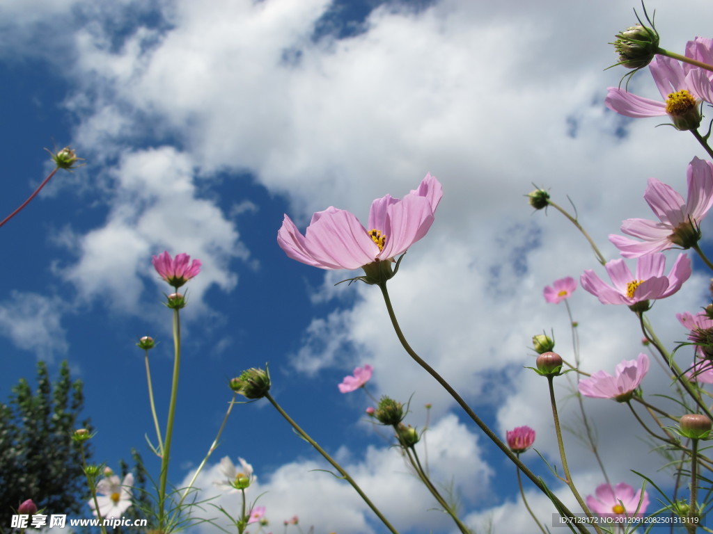 小花