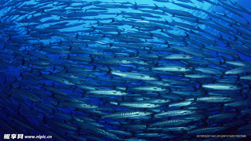 桌面紙壁 魚群
