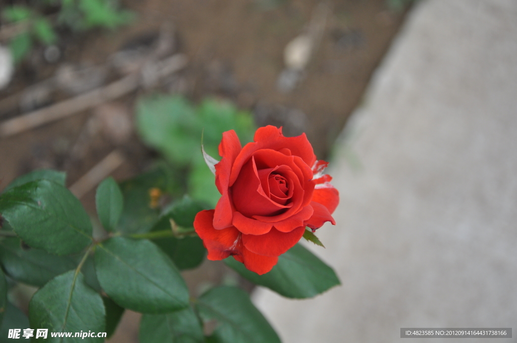 鮮花盛開(kāi)