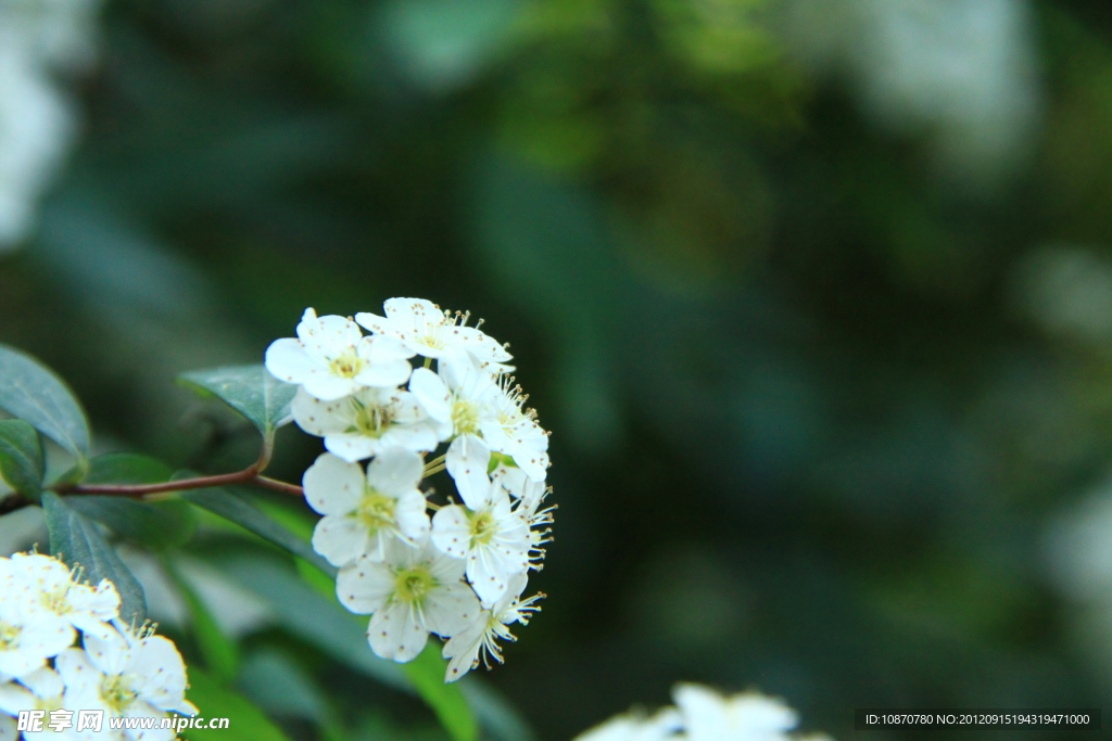 白花