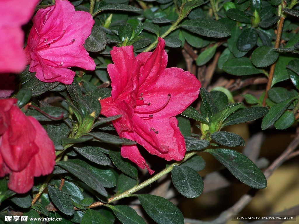杜鵑花