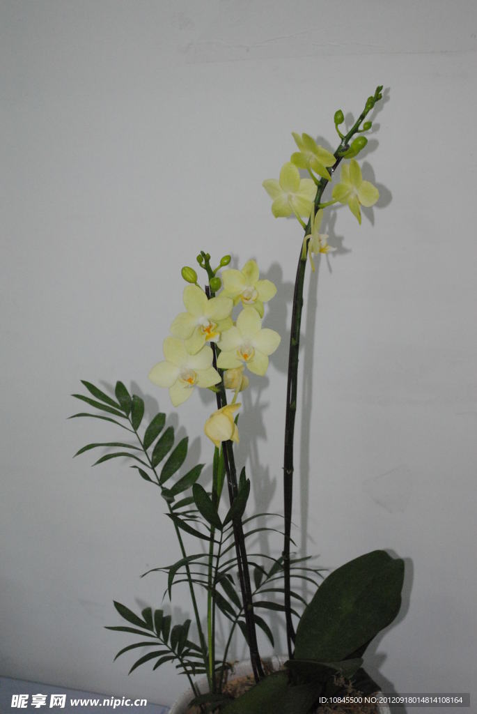 蘭花