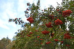 秋日红豆树