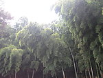 绿竹摄影