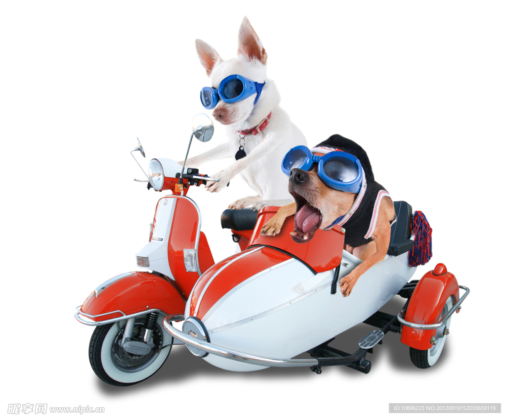 戴眼镜的狗狗骑摩托车