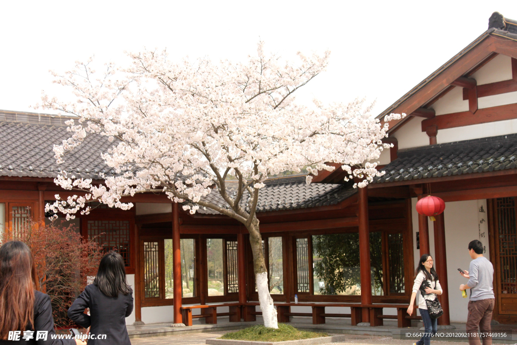 公園櫻花