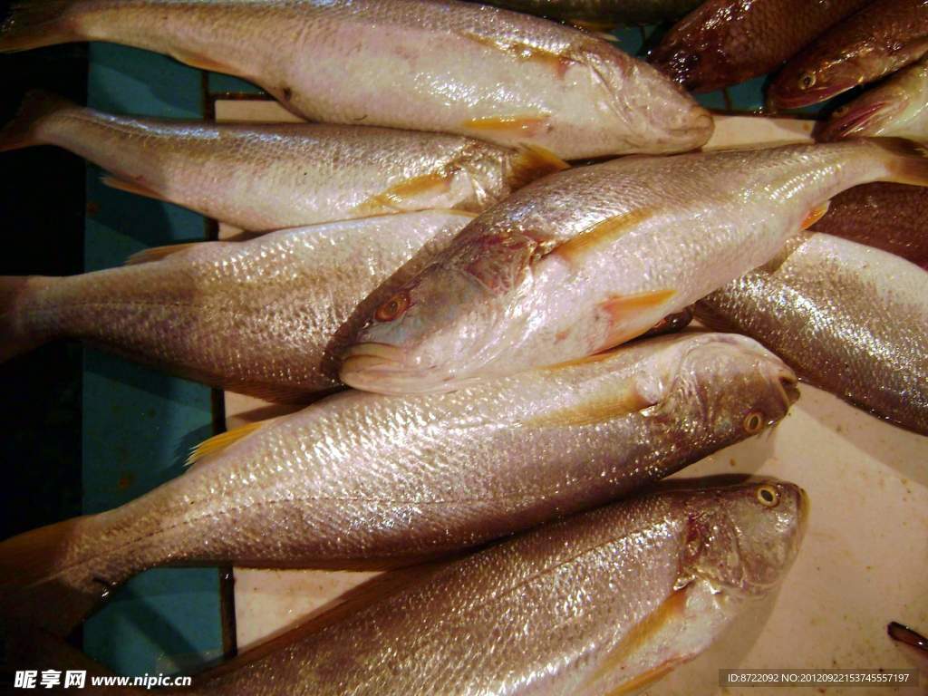 三牙魚