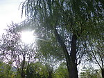 阳光 绿树