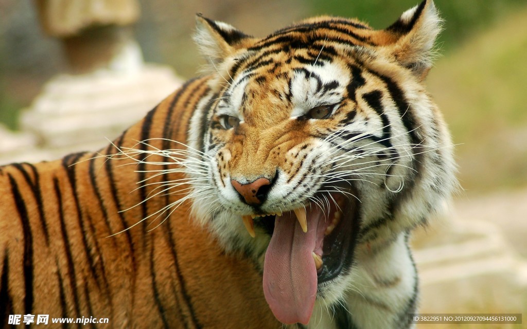 伸舌头的老虎