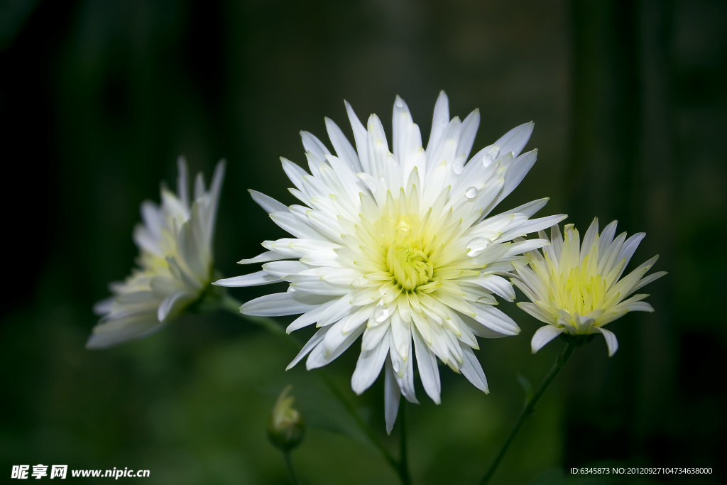 菊花