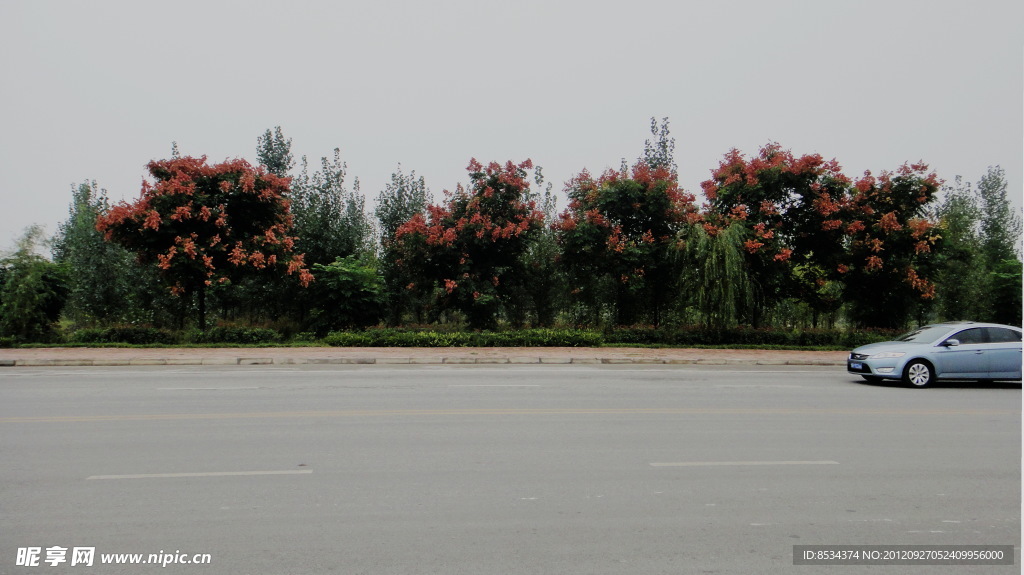 欒樹公路