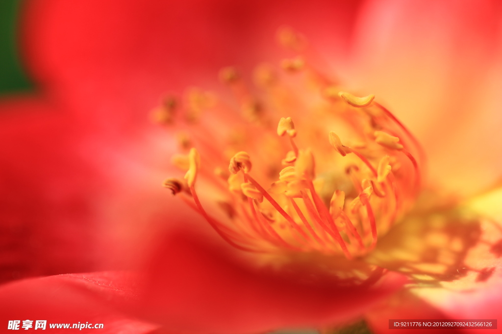 紅月季花