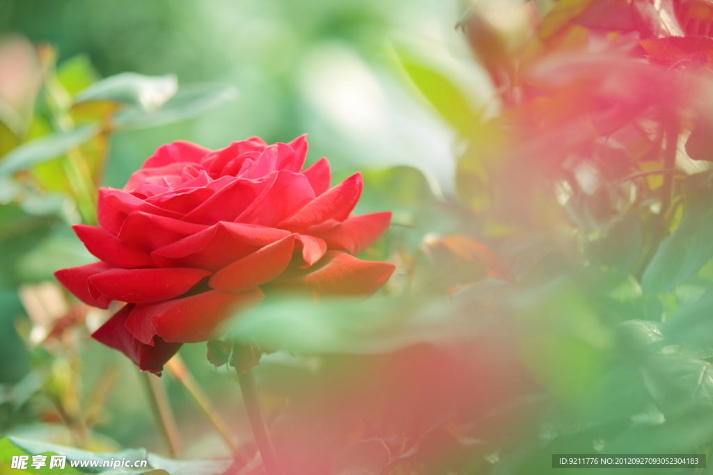 紅月季花