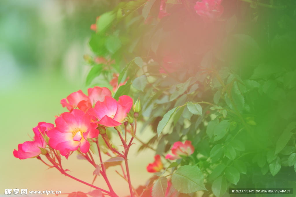 薔薇花