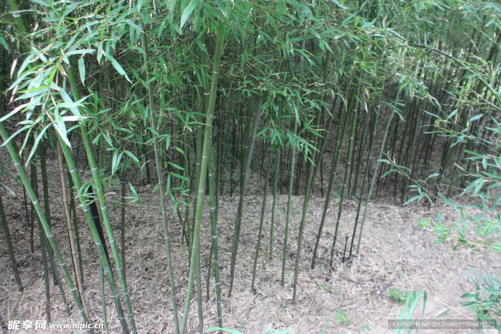 雷竹