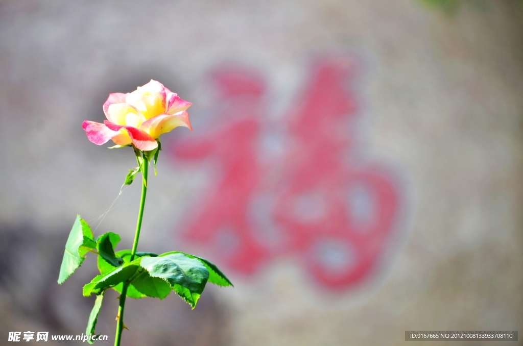 福字 月季