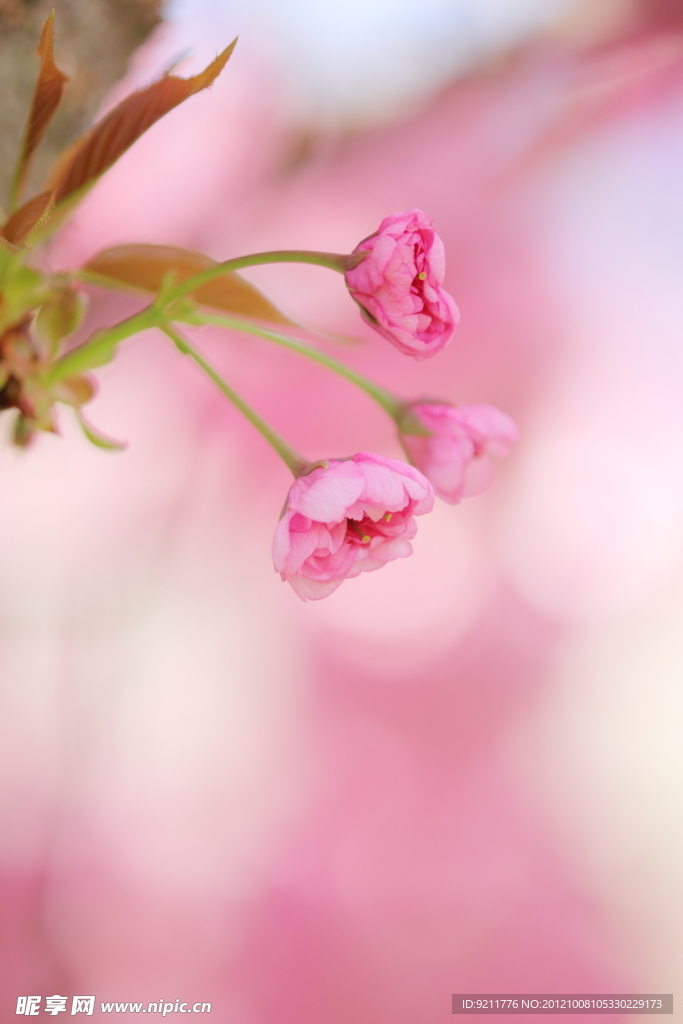 櫻花