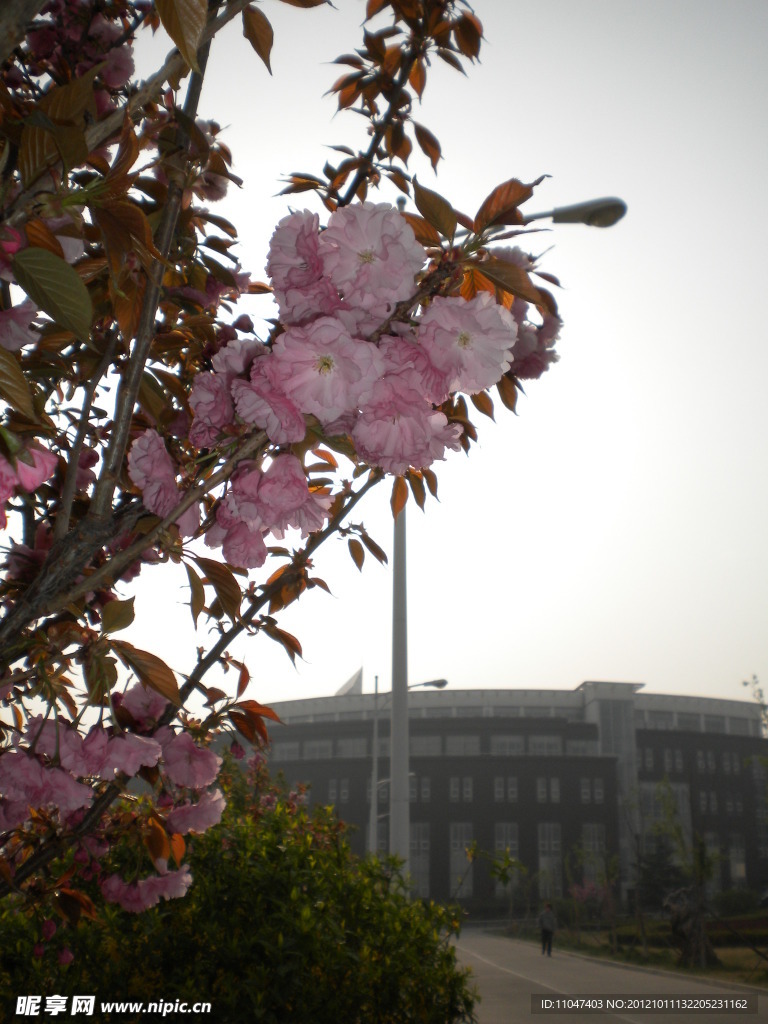 櫻花