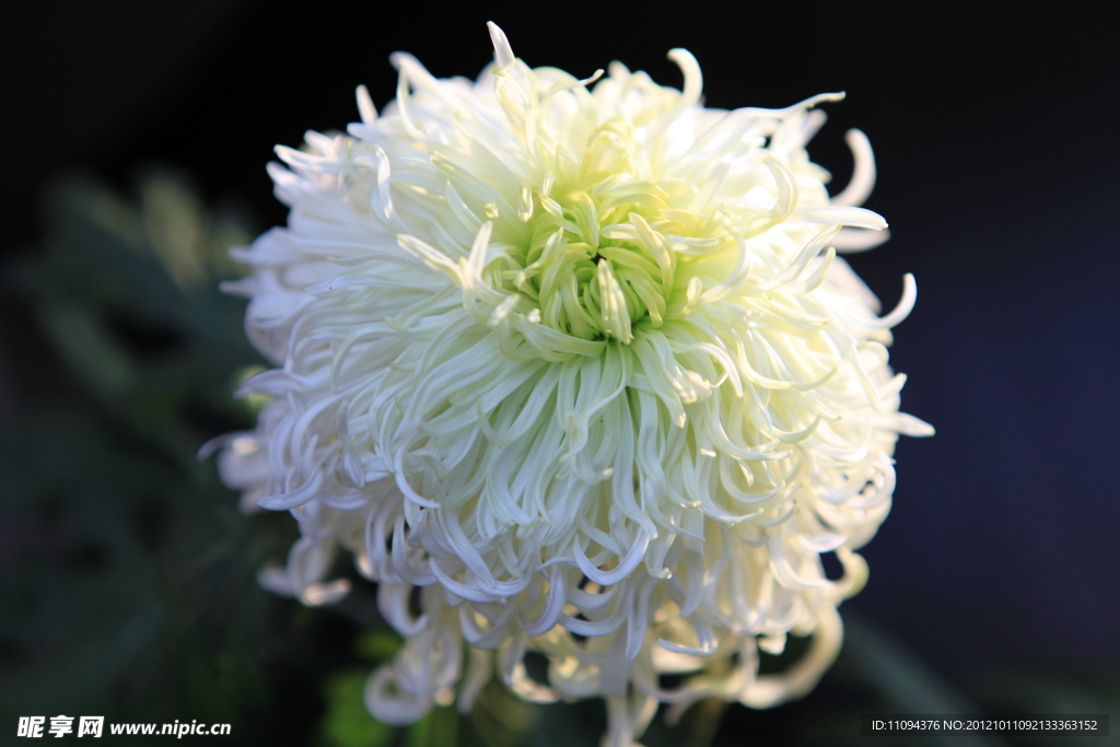 菊花
