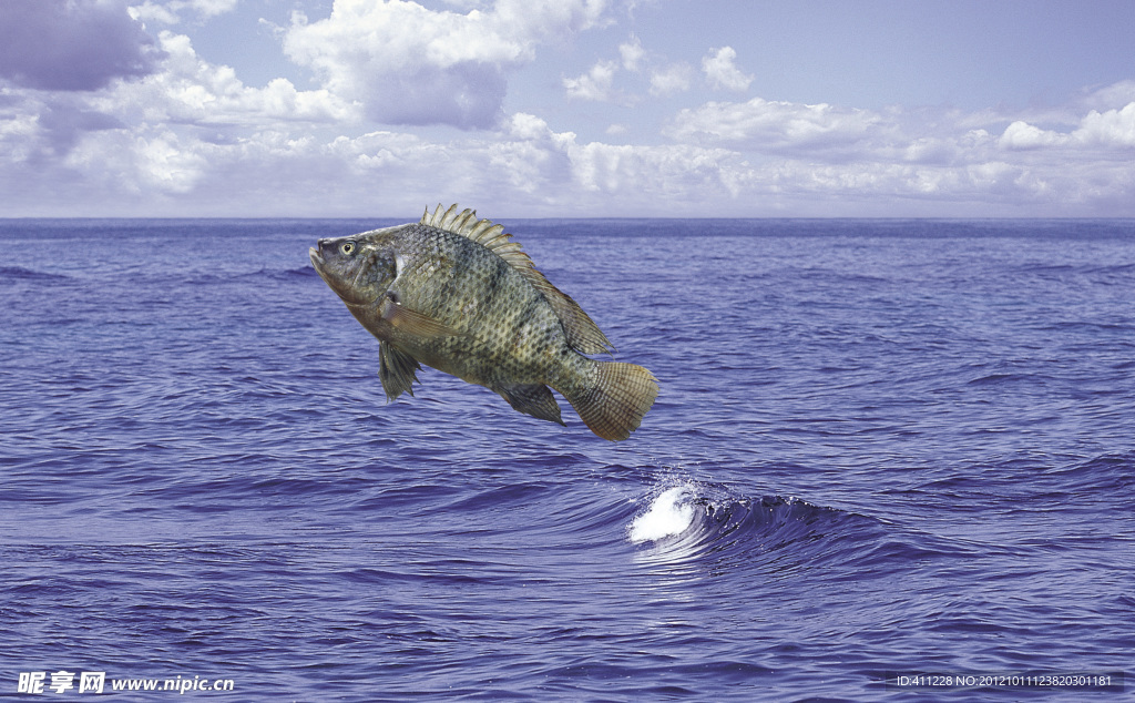 魚躍海洋