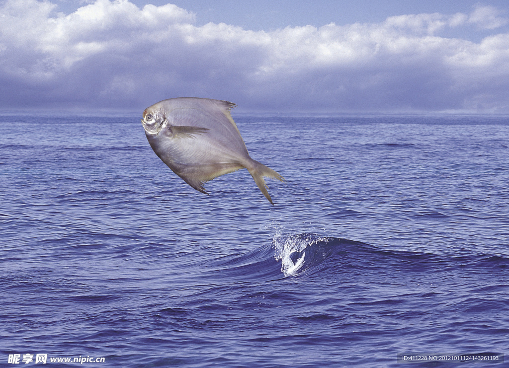 魚躍海洋