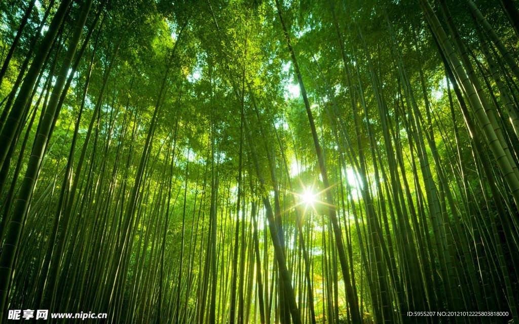 竹林深處