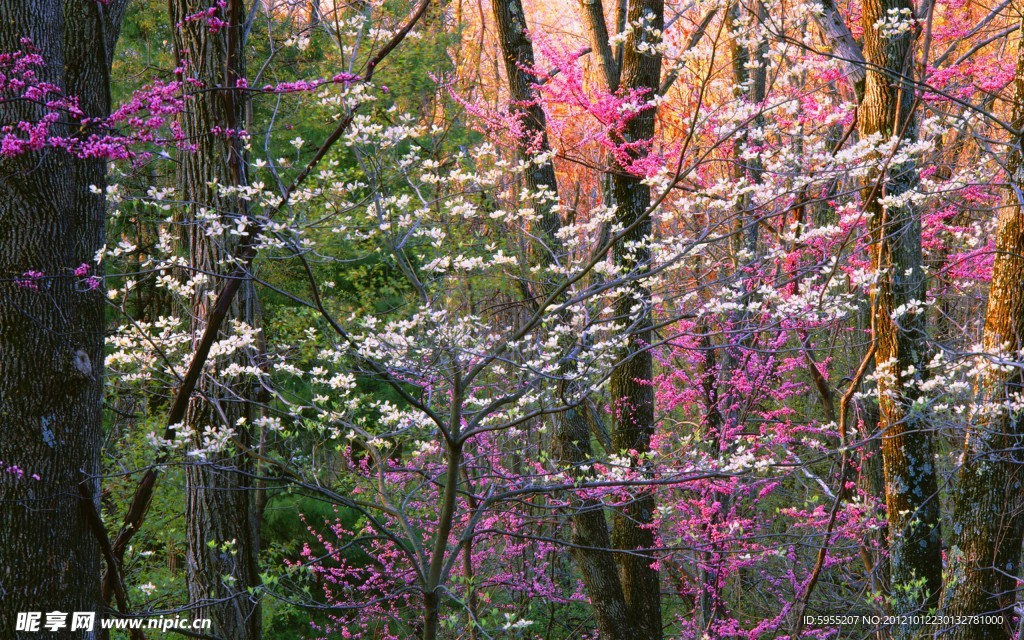 爛漫山花