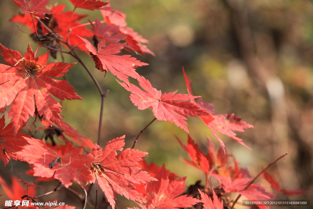 楓葉 紅葉