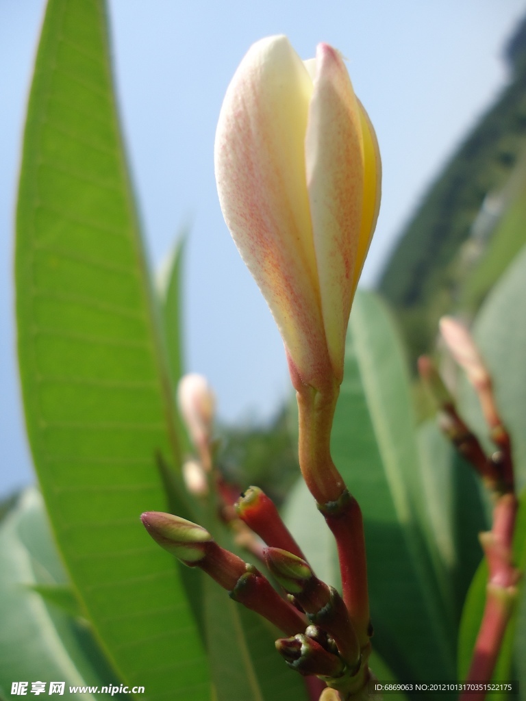雞蛋花