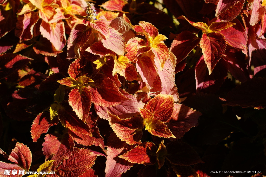 紅葉