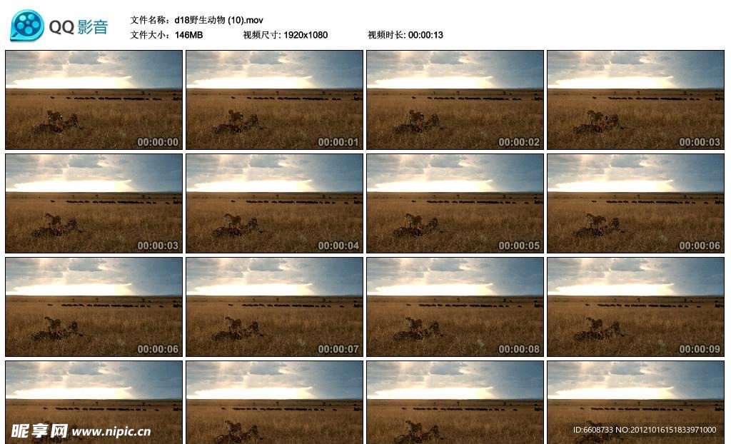 非洲猎豹高清实拍视频素材
