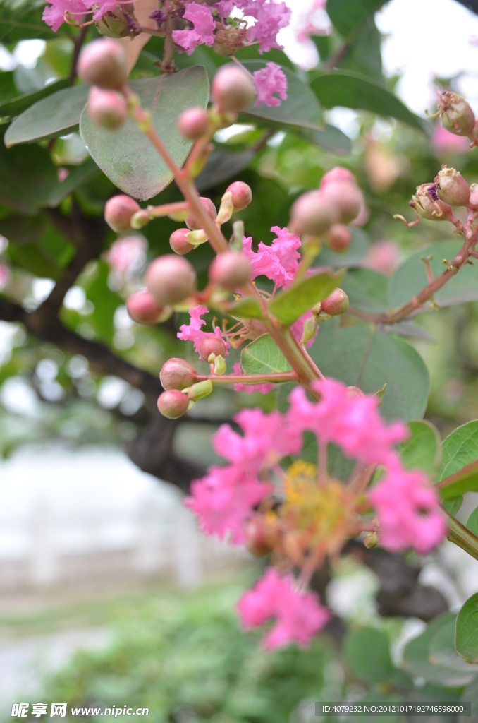 紫薇花開(kāi)
