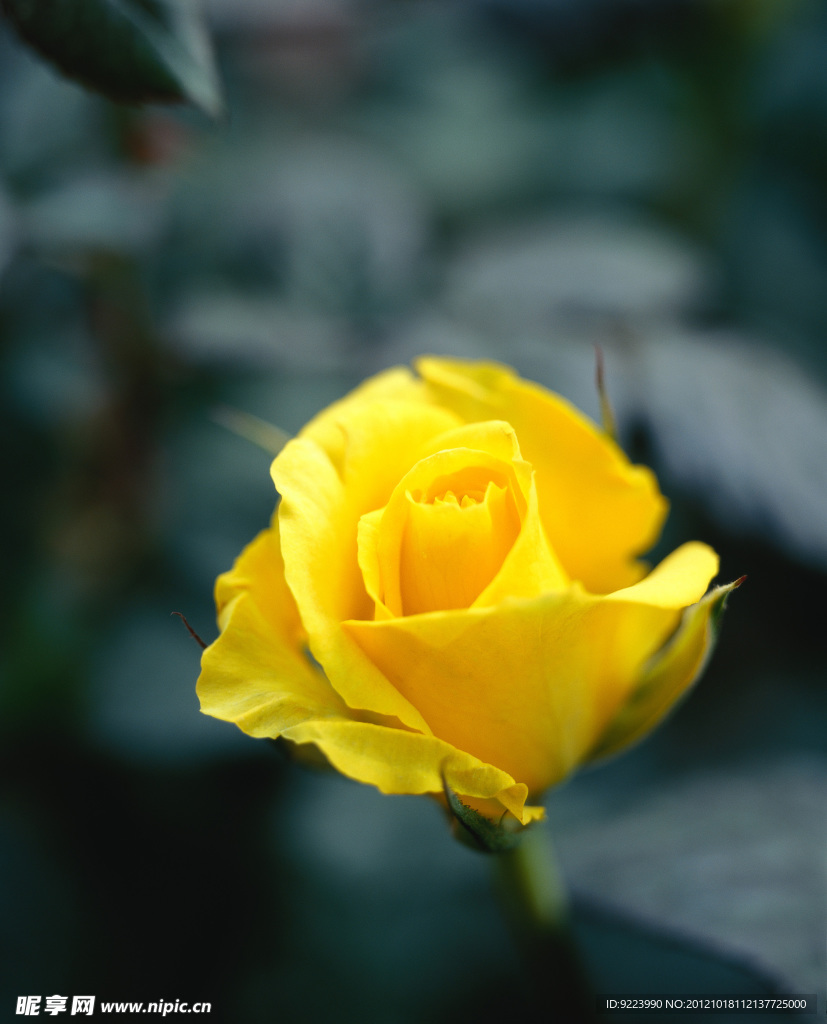小黃花