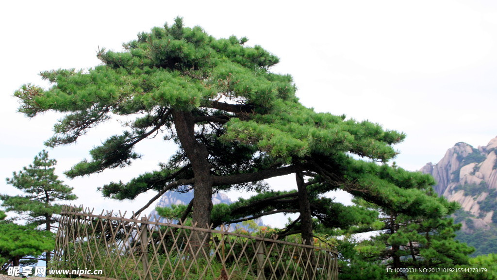 黃山松