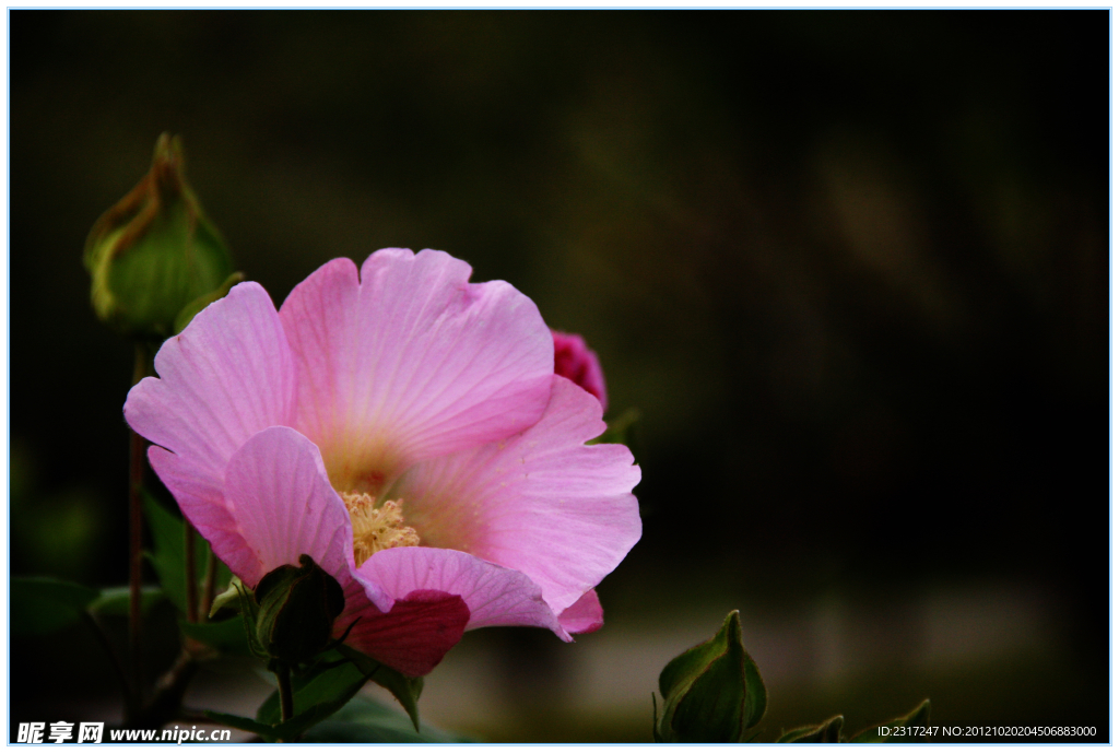 芙蓉