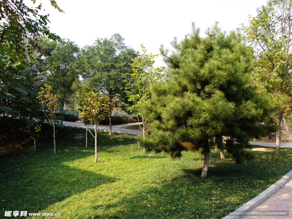 公園 草坪