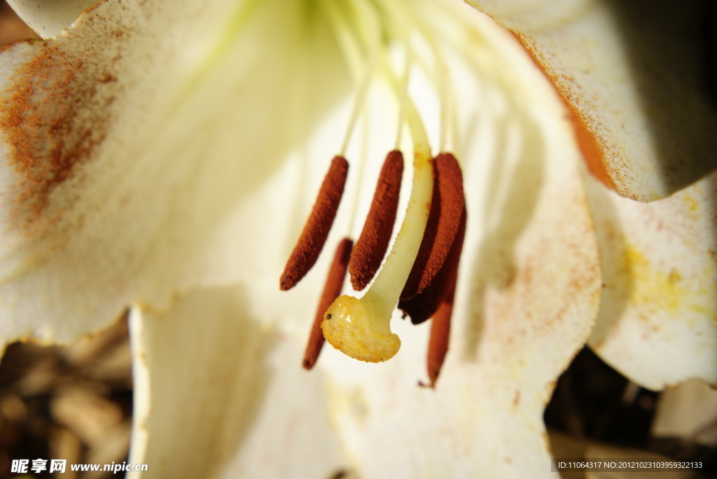 百合花蕊