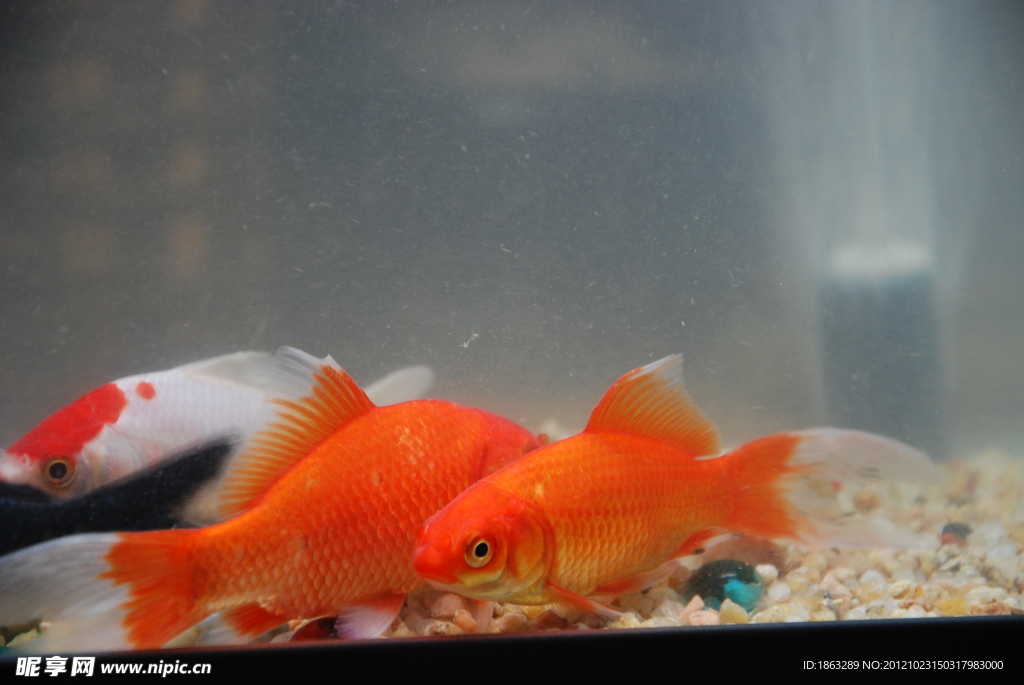 金魚小鯉魚