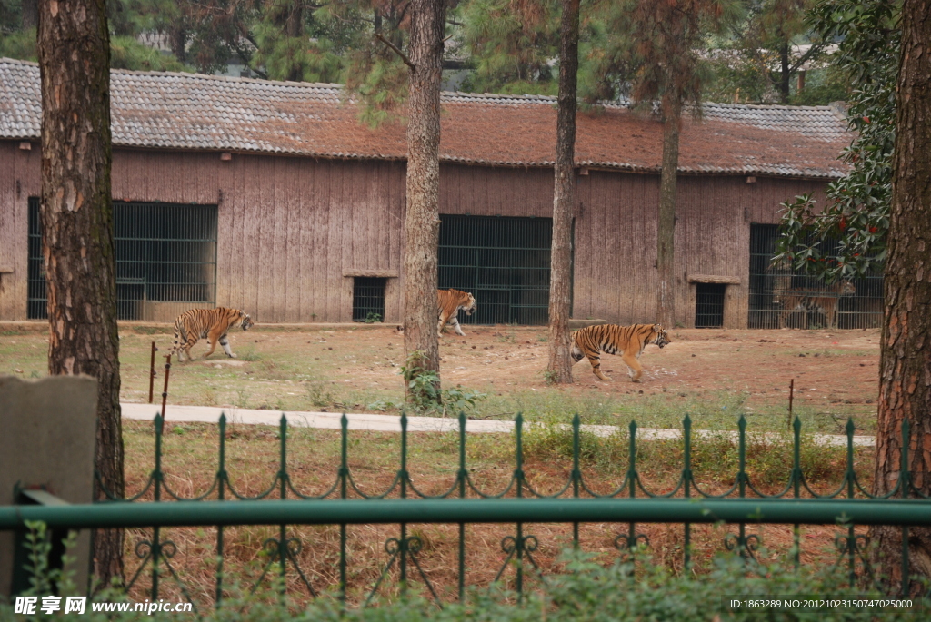 老虎園
