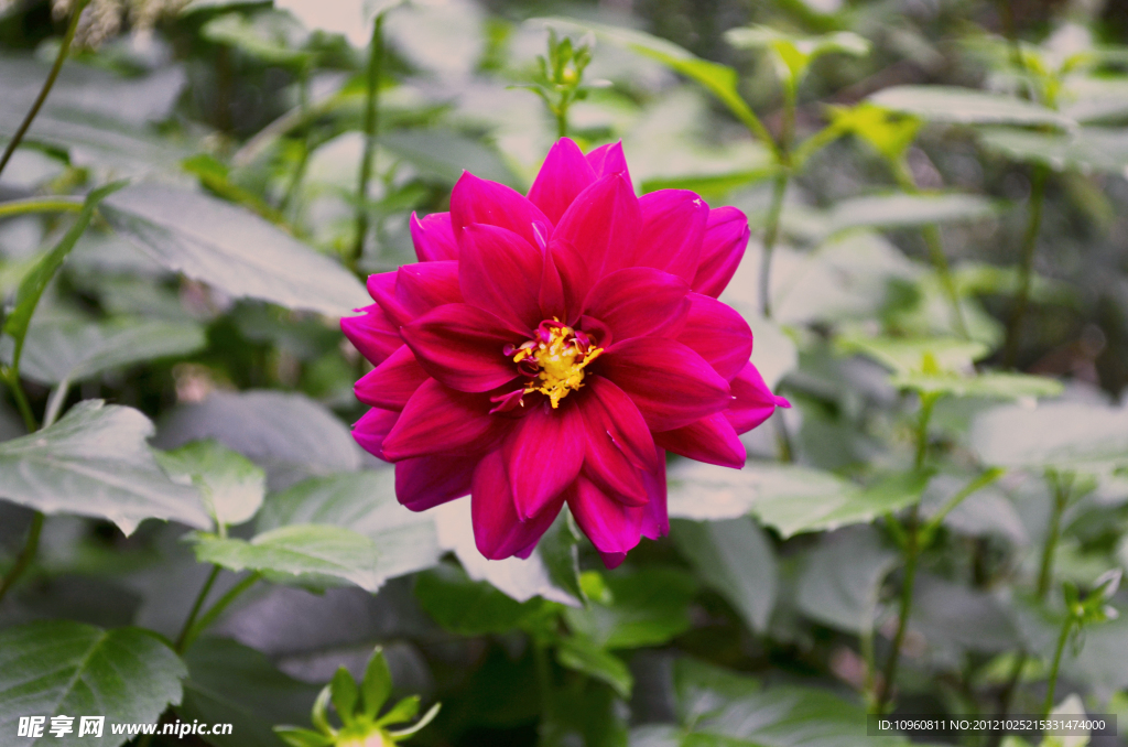 芍菊