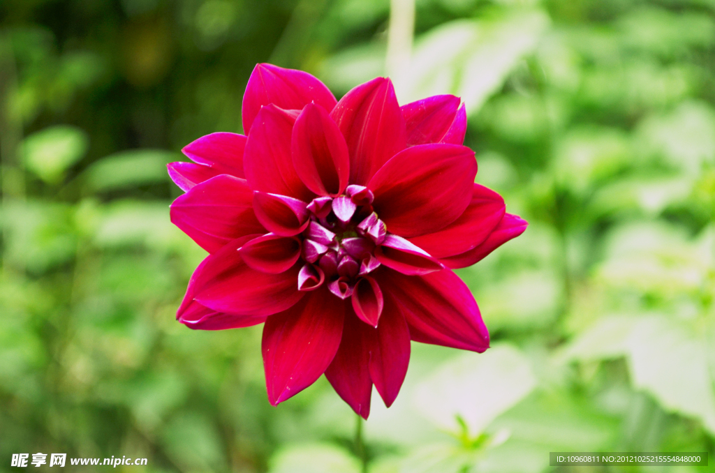 芍菊